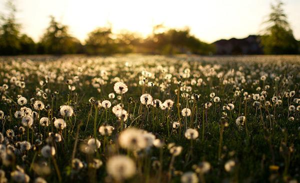 a field of dandelions